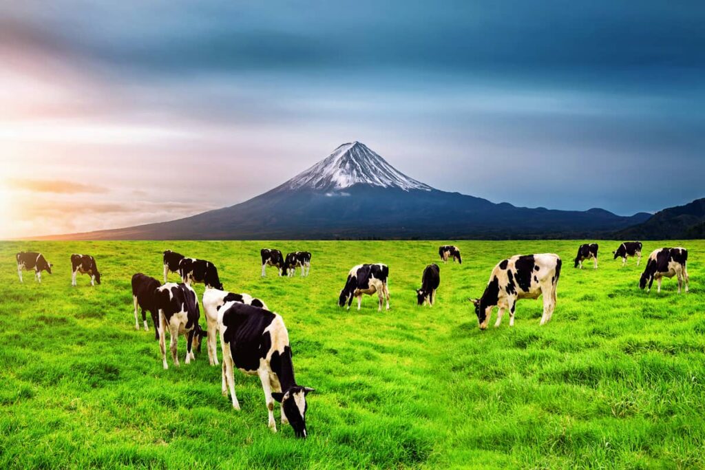 what does goat milk taste like