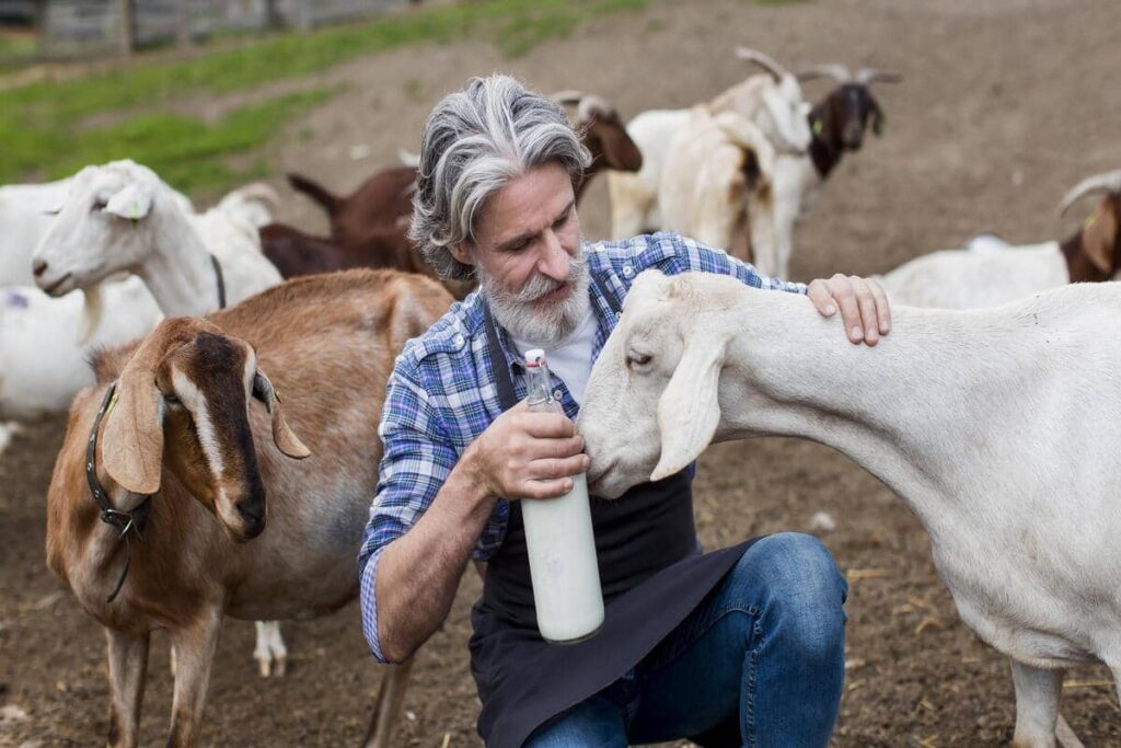 what does goat milk taste like
